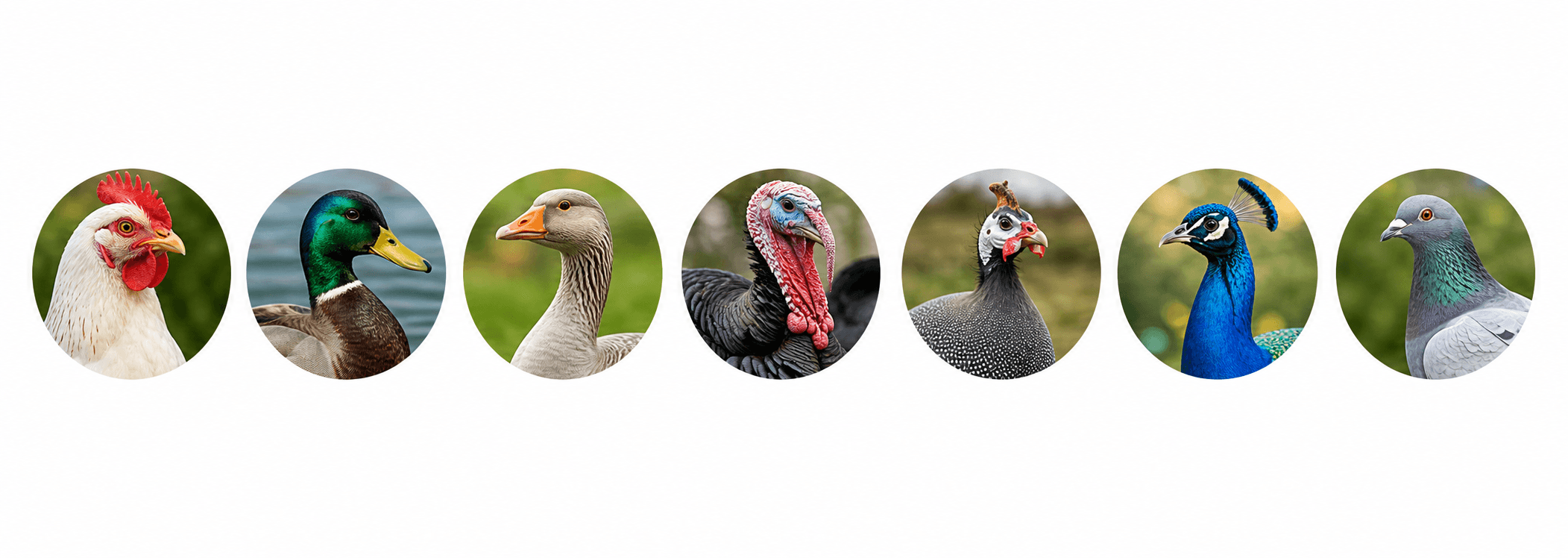 Chickens, ducks, geese, turkeys, guinea fowl, peafowl, and pigeons