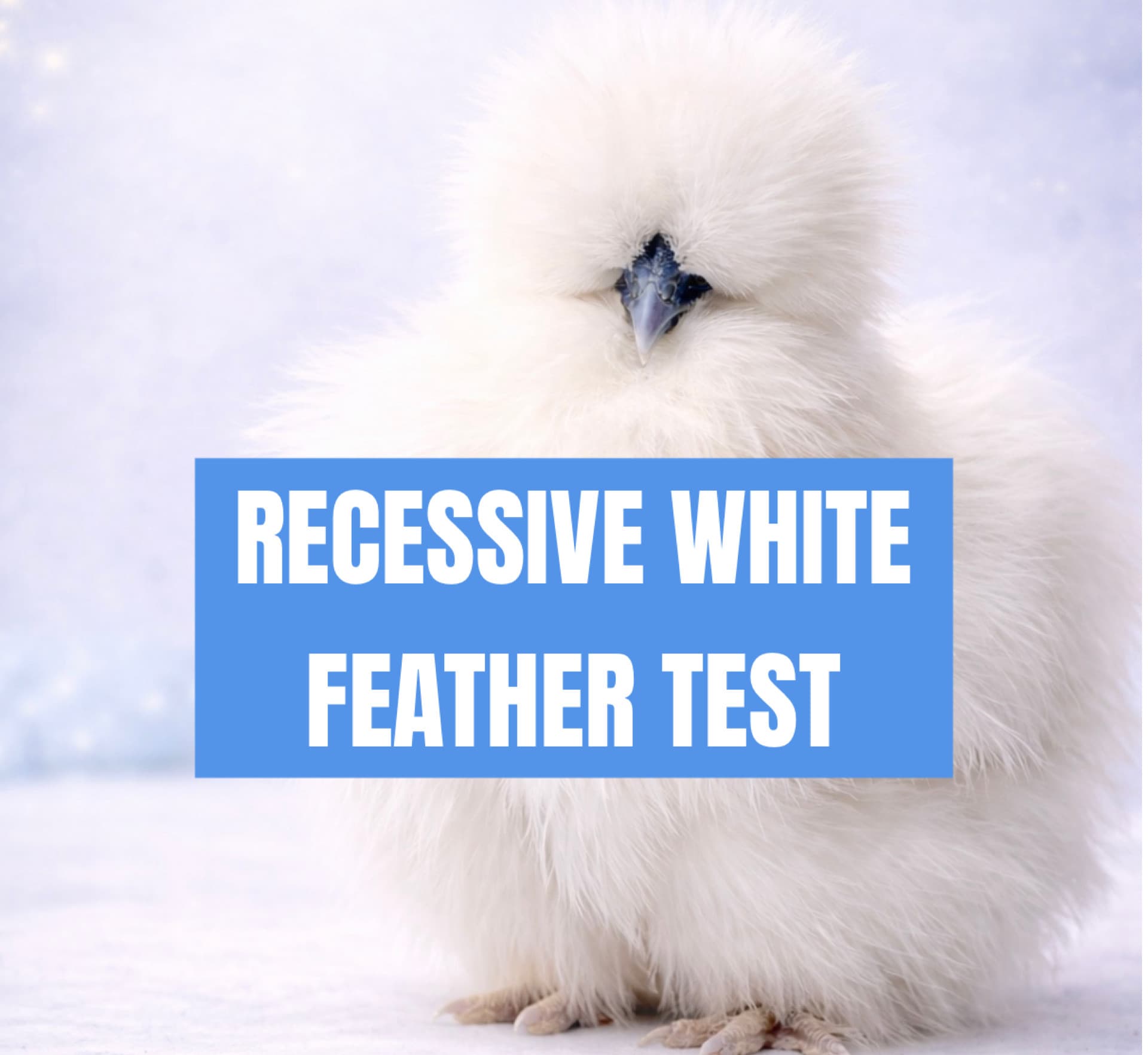 Recessive White Feather Gene Test | Flock Forensics
