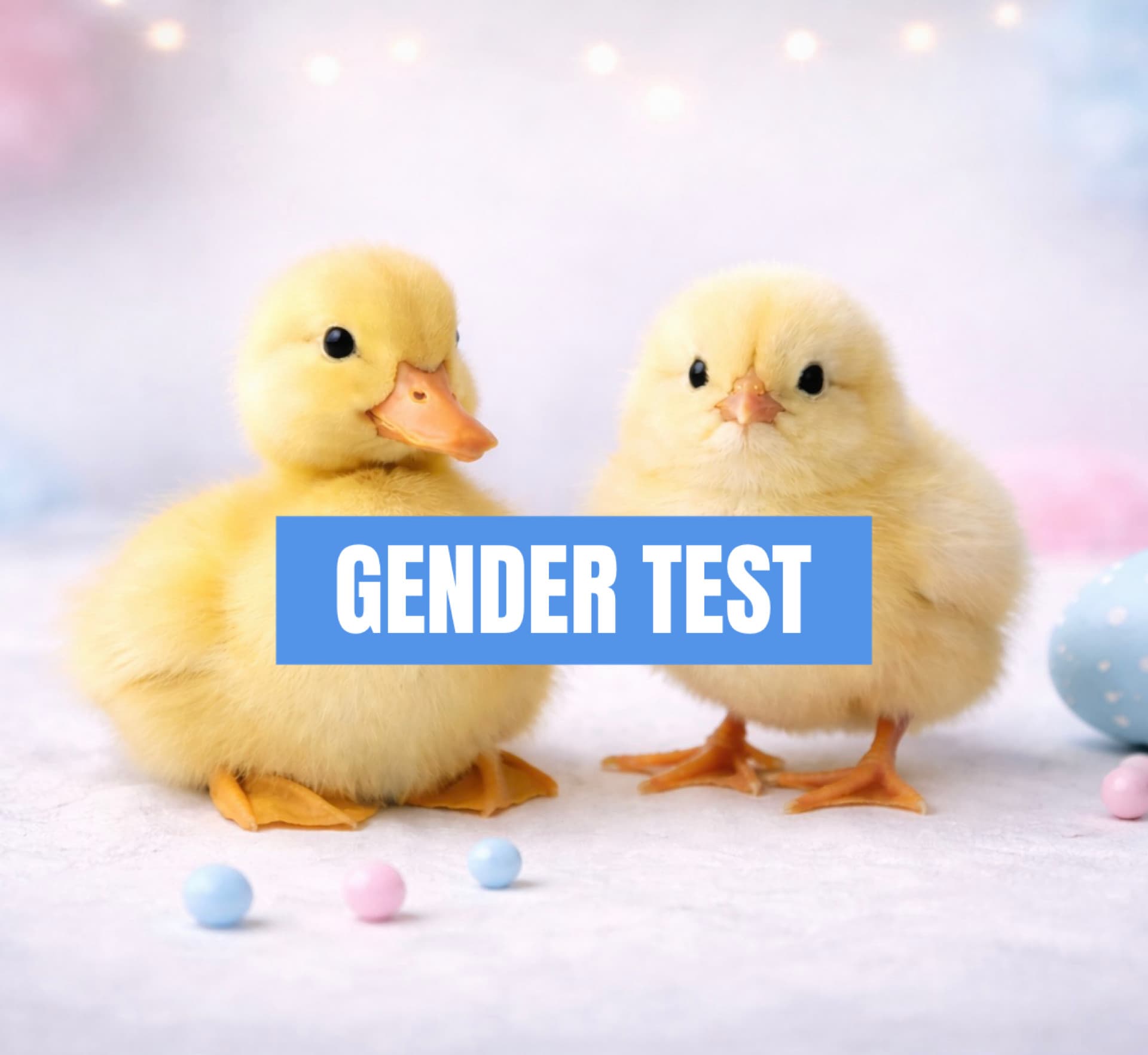 DNA Gender Test for Poultry | Flock Forensics