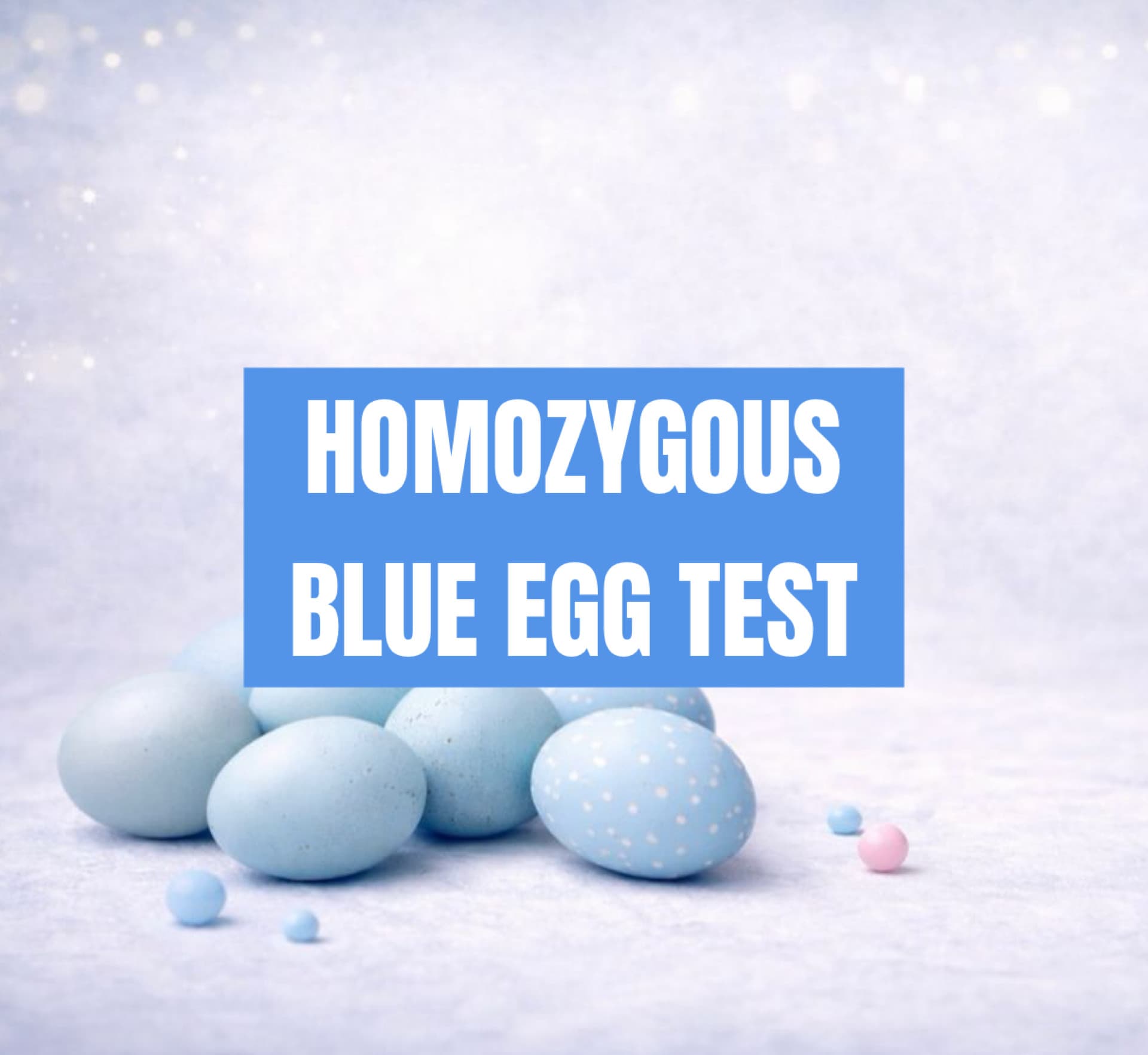 Blue Egg Gene Test for Poultry | Flock Forensics