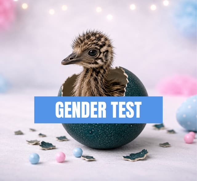 Membrane DNA Testing for Poultry | Flock Forensics